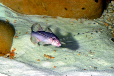 Polynemus paradiseus Polynemidae