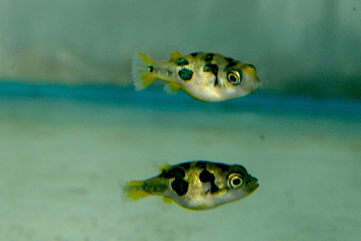 Carinotetraodon travancoricus