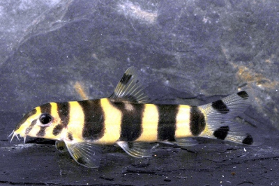 loche zêbre dorée Cobitidae