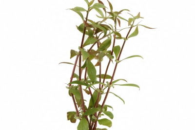 Alternanthera reineckii Amaranthaceae