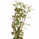 picture of Alternanthera reineckii