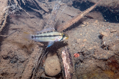 Apistogramma gossei Cichlidae