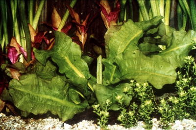 Aponogeton crispus Aponogetonaceae
