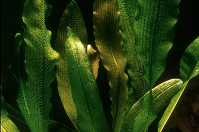 Aponogeton madagascariensis Aponogetonaceae