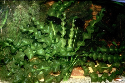 Aponogeton ulvaceus Aponogetonaceae