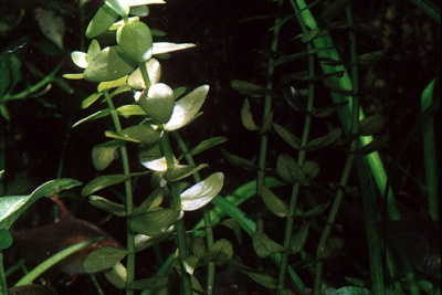 Bacopa caroliniana Scrophulariaceae