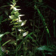 picture of Bacopa caroliniana