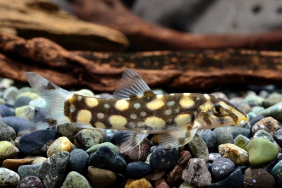Botia kubotai Cobitidae