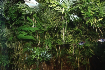 Ceratopteris thalictroides Pteridaceae