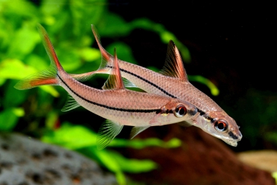 Cyclocheilichthys janthochir Cyprinidae