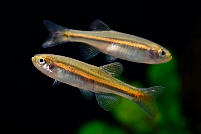 Danio jaintianensis