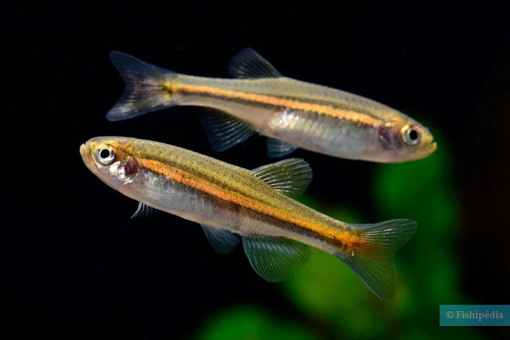 Danio jaintianensis