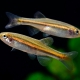 picture of Danio jaintianensis