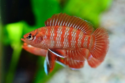 Dario dario Badidae