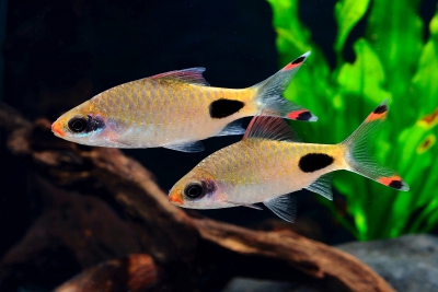 Dawkinsia assimilis Cyprinidae