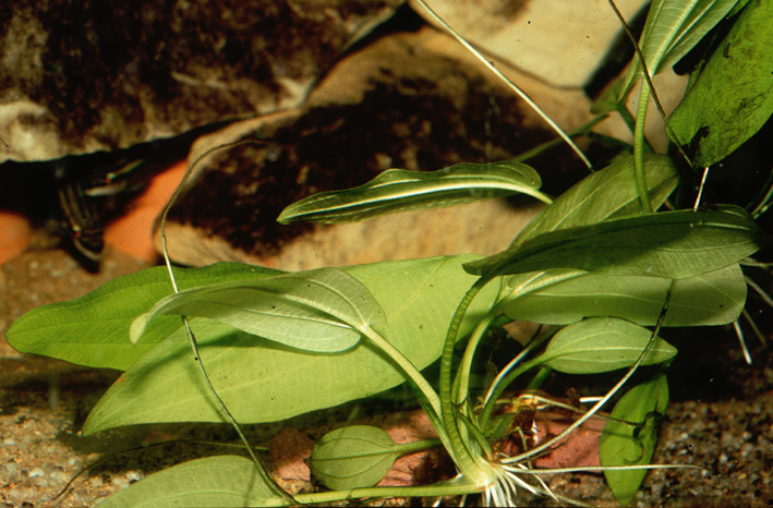 Echinodorus cordifolius