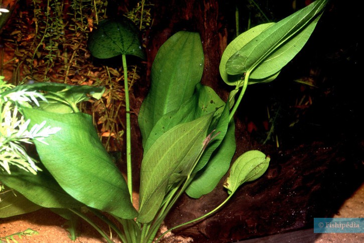 Echinodorus longiscapus