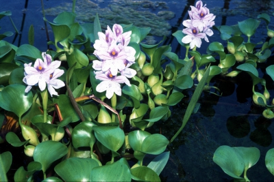 Eichhornia crassipes Pontederiaceae