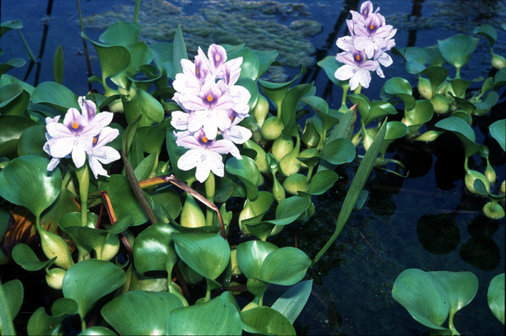 Eichhornia crassipes