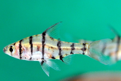 Eirmotus octozona