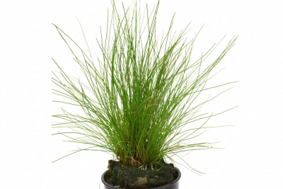Eleocharis parvulus Cyperaceae