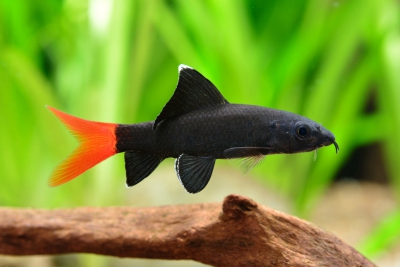 labeo bicolore Cyprinidae