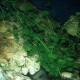 picture of Hydrocotyle leucocephala