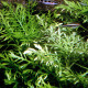 picture of Hygrophila difformis