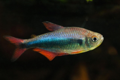 Hyphessobrycon margitae Characidae