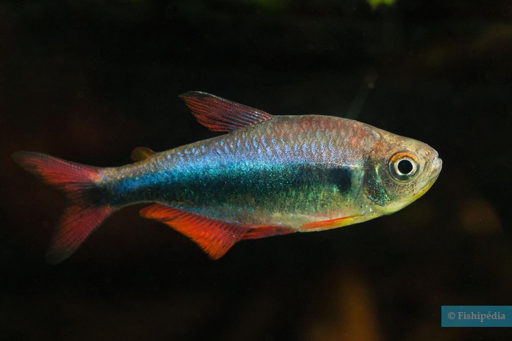 Hyphessobrycon margitae