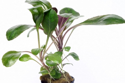 Lobelia cardinalis Campanulaceae