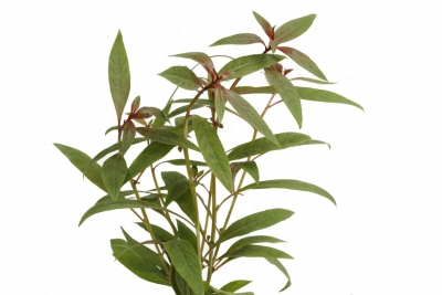 Ludwigia glandulosa Onagraceae