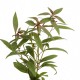 picture of Ludwigia glandulosa