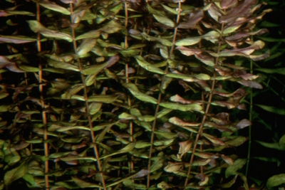 Ludwigia inclinata Onagraceae