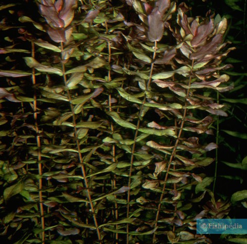 Ludwigia inclinata