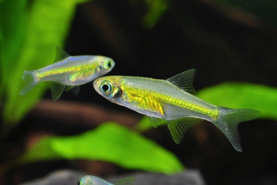 Microdevario kubotai