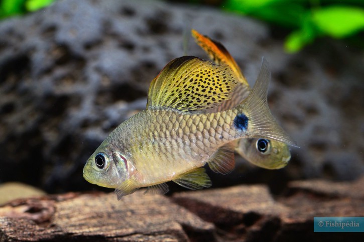 Oreichthys crenuchoides