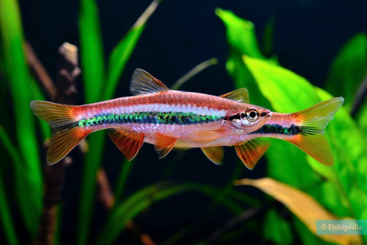 Rasbora patrickyapi