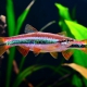 picture of Rasbora patrickyapi