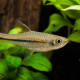 picture of Rasbora sarawakensis