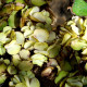 picture of Salvinia auriculata