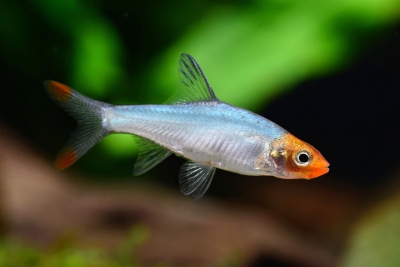 Sawbwa resplendens