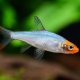 picture of Sawbwa resplendens