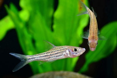 Striuntius lineatus