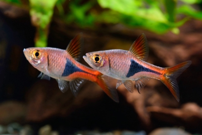 Arlequín Rasbora