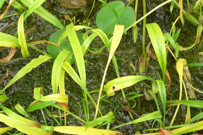 Cryptocoryne albida Araceae