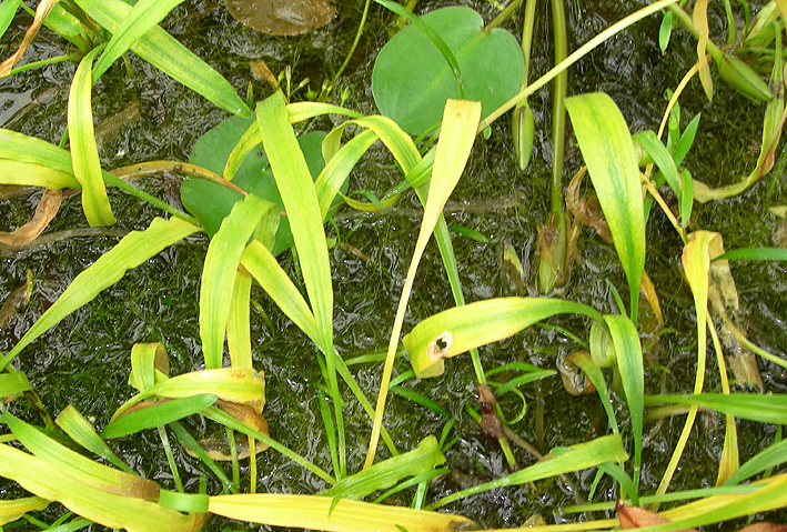 Cryptocoryne albida