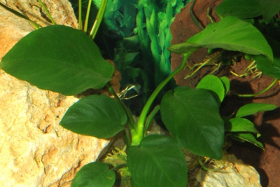 Anubias de Barter Araceae