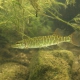 picture of Esox lucius