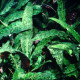 picture of Cryptocoryne bullosa